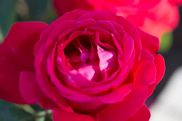 Rosenblommans Makro Röd Ros Blomma Närbild Hög Kvalitet Naturlig Bakgrund — Stockfoto