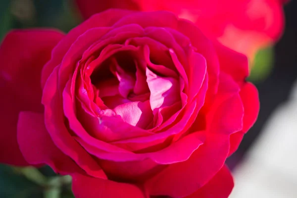 Rose Flower Macro Red Rose Flower Closeup High Quality Natural — Stock Photo, Image