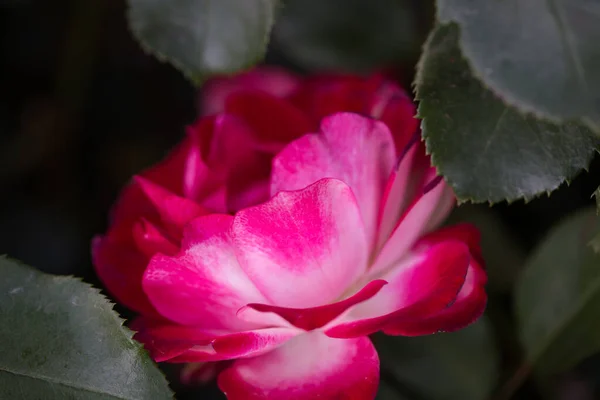 Rosenblommans Makro Röd Och Vit Ros Blomma Närbild Hög Kvalitet — Stockfoto