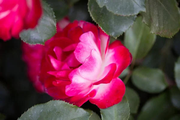 Rose Flower Macro Red White Rose Flower Closeup High Quality —  Fotos de Stock