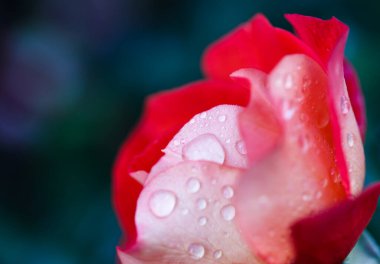 Gül çiçeği makrosu. Kırmızı ve beyaz gül çiçeği yakın plan. Yüksek kaliteli doğal arkaplan.