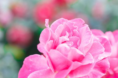 Gül çiçeği makrosu. Pembe gül çiçeği yaklaş. Yüksek kaliteli doğal altyapı. Güzel arkaplan