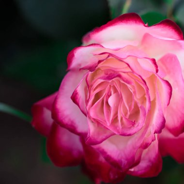 Gül çiçeği makrosu. Kırmızı ve beyaz gül çiçeği yakın plan. Yüksek kaliteli doğal arkaplan.