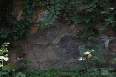 Taşın dokusu. Yeşil yapraklı ve dallı taşlardan yapılmış bir çit. arkaplan