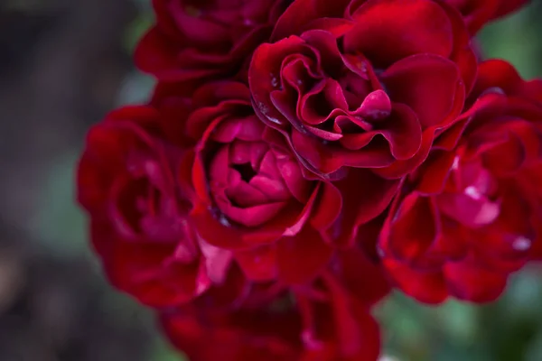 Rose Flower Macro Red Rose Flower Closeup High Quality Natural — ストック写真