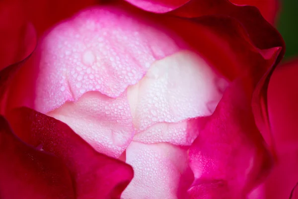 Rose Flower Macro Red White Rose Flower Closeup High Quality — Stock Photo, Image