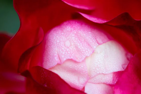 Rose Flower Macro Red White Rose Flower Closeup High Quality — Stock Photo, Image