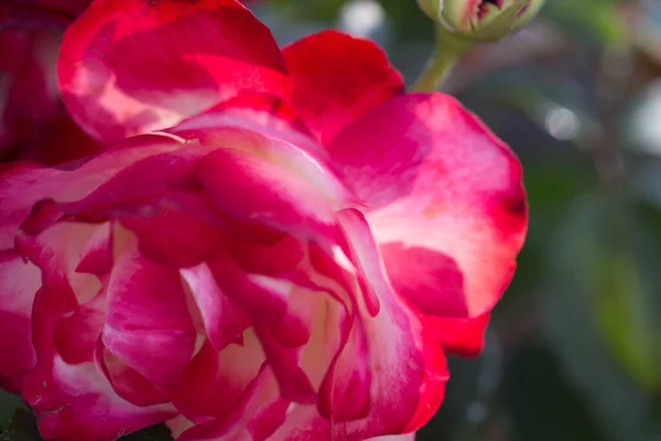 Rose Flower Macro Red Rose Flower Closeup High Quality Natural — Stock Photo, Image