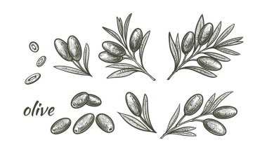 Bir çift zeytin dalı. Logo, şablon, tebrik kartı ve düğün hazırlamak için meyve ve yaprakların vektör çizimleri