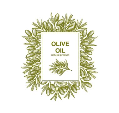 Zeytin dalları çerçevesi. Logo, desen, tebrik kartı, düğün davetiyesi oluşturmak için meyve ve yaprakların vektör çizimleri.