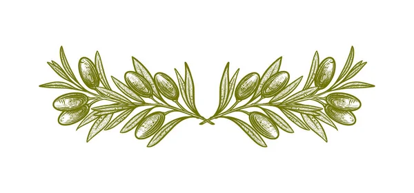 Оливковые Ветви Векторные Иллюстрации Ветвей Фруктами Листьями Создания Логотипов Узоров — стоковый вектор