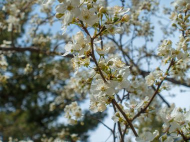 Mavi gökyüzüne karşı çiçek açan kiraz. Kiraz çiçekleri. Bahar arkaplanı.