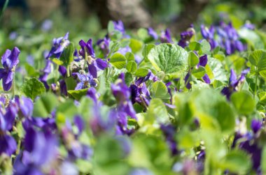 Bahar çiçekleri. Mor menekşeler bahar ormanlarında çiçek açar. Viola odorata