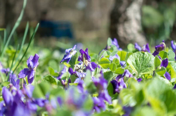 Spring Flowers Violet Violets Flowers Bloom Spring Forest Viola Odorata — Stock Photo, Image