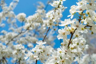Mavi gökyüzüne karşı çiçek açan kiraz. Kiraz çiçekleri. Bahar arkaplanı.