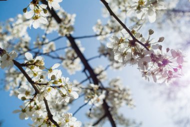 Mavi gökyüzüne karşı çiçek açan kiraz. Kiraz çiçekleri. Bahar arkaplanı.