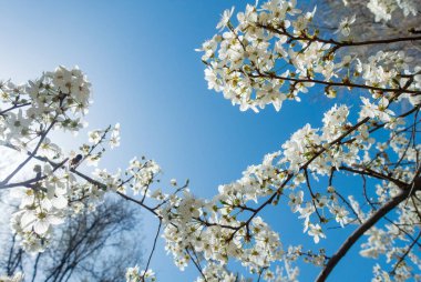 Mavi gökyüzüne karşı çiçek açan kiraz. Kiraz çiçekleri. Bahar arkaplanı.