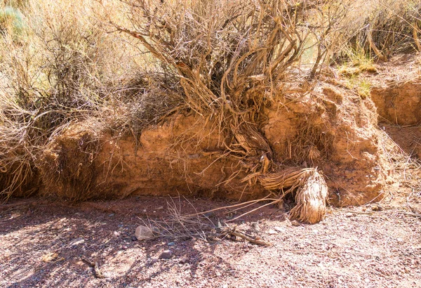 Raíz Seca Árbol Desierto Arcilla Paisaje Árido —  Fotos de Stock