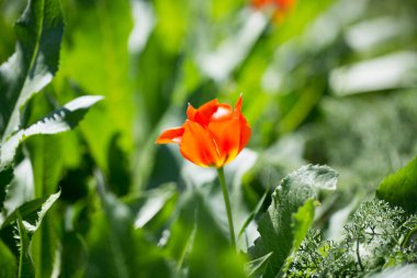 Lale Greig. Kırgızistan dağlarında vahşi laleler. Doğal manzara