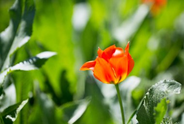 Lale Greig. Kırgızistan dağlarında vahşi laleler. Doğal manzara
