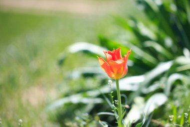 Lale Greig. Kırgızistan dağlarında vahşi laleler. Doğal manzara