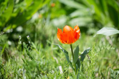 Lale Greig. Kırgızistan dağlarında vahşi laleler. Doğal manzara
