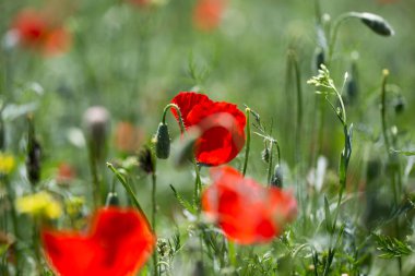 Haşhaş tarlası. Çiçek açan gelinciklerle dolu güzel bir tarla.