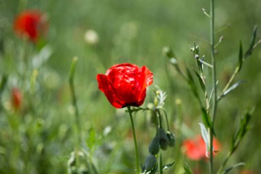 Haşhaş tarlası. Çiçek açan gelinciklerle dolu güzel bir tarla.