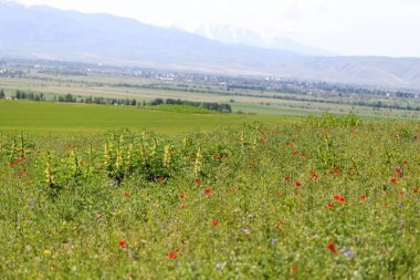 Haşhaş tarlası. Çiçek açan gelinciklerle dolu güzel bir tarla.