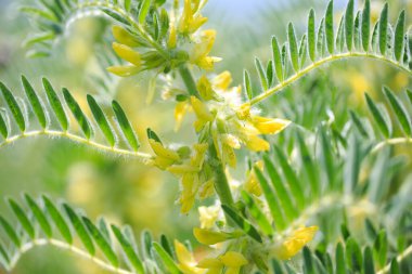 Astragalus yakın plan. Ayrıca süt verandası, keçi dikenli ya da sarmaşık gibi. Bahar yeşili arka plan. Vahşi bitki