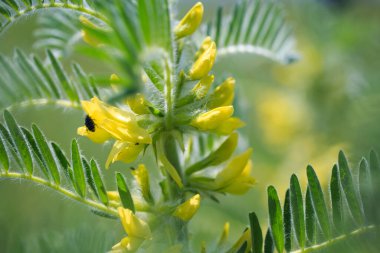 Astragalus yakın plan. Ayrıca süt verandası, keçi dikenli ya da sarmaşık gibi. Bahar yeşili arka plan. Vahşi bitki