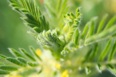 Astragalus yakın plan. Ayrıca süt verandası, keçi dikenli ya da sarmaşık gibi. Bahar yeşili arka plan. Vahşi bitki