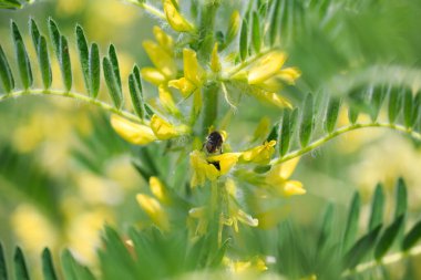 Astragalus yakın plan. Ayrıca süt verandası, keçi dikenli ya da sarmaşık gibi. Bahar yeşili arka plan. Vahşi bitki