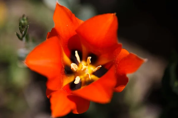 Tulip Greig Wild Tulips Mountains Kyrgyzstan Natural Landscape — Stock Photo, Image