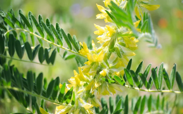 Astragalus yakın plan. Ayrıca süt verandası, keçi dikenli ya da sarmaşık gibi. Bahar yeşili arka plan. Vahşi bitki