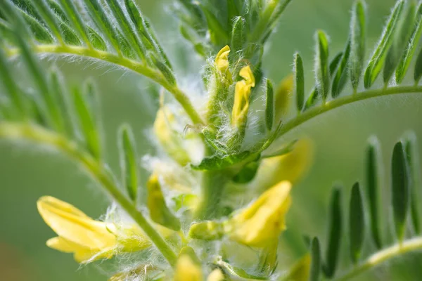 Astragalus yakın plan. Ayrıca süt verandası, keçi dikenli ya da sarmaşık gibi. Bahar yeşili arka plan. Vahşi bitki