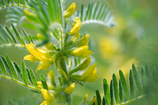 Astragalus yakın plan. Ayrıca süt verandası, keçi dikenli ya da sarmaşık gibi. Bahar yeşili arka plan. Vahşi bitki