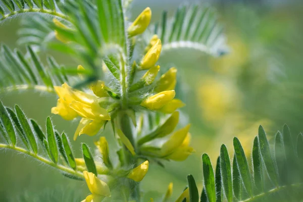 Astragalus close-up. Also called milk vetch, goat\'s-thorn or vine-like. Spring green background. Wild plant