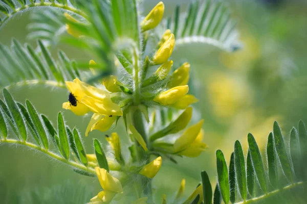 Astragalus yakın plan. Ayrıca süt verandası, keçi dikenli ya da sarmaşık gibi. Bahar yeşili arka plan. Vahşi bitki