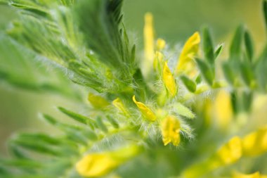 Astragalus yakın plan. Ayrıca süt verandası, keçi dikenli ya da sarmaşık gibi. Bahar yeşili arka plan. Vahşi bitki