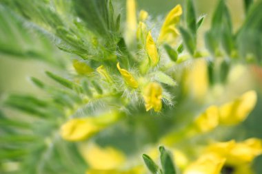 Astragalus yakın plan. Ayrıca süt verandası, keçi dikenli ya da sarmaşık gibi. Bahar yeşili arka plan. Vahşi bitki