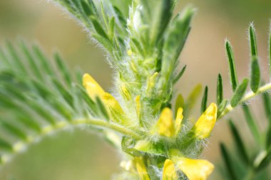 Astragalus yakın plan. Ayrıca süt verandası, keçi dikenli ya da sarmaşık gibi. Bahar yeşili arka plan. Vahşi bitki