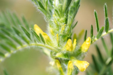Astragalus yakın plan. Ayrıca süt verandası, keçi dikenli ya da sarmaşık gibi. Bahar yeşili arka plan. Vahşi bitki