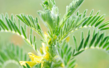 Astragalus yakın plan. Ayrıca süt verandası, keçi dikenli ya da sarmaşık gibi. Bahar yeşili arka plan. Vahşi bitki