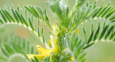 Astragalus yakın plan. Ayrıca süt verandası, keçi dikenli ya da sarmaşık gibi. Bahar yeşili arka plan. Vahşi bitki