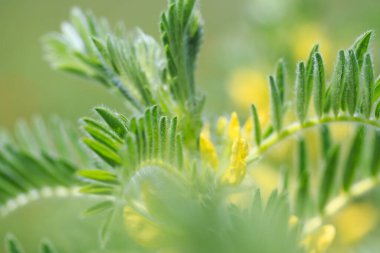 Astragalus yakın plan. Ayrıca süt verandası, keçi dikenli ya da sarmaşık gibi. Bahar yeşili arka plan. Vahşi bitki