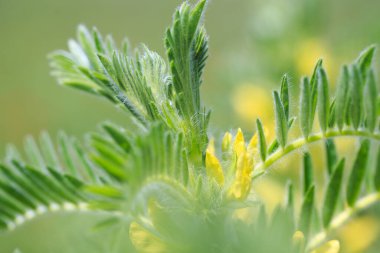 Astragalus yakın plan. Ayrıca süt verandası, keçi dikenli ya da sarmaşık gibi. Bahar yeşili arka plan. Vahşi bitki