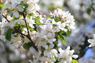 Elma ağacı çiçeklenme. Çiçek açan çiçekler bahar arka plan. Beyaz ve pembe çiçekler. Güzel doğa sahne bir çiçekli ağaç. Bahar çiçekleri.