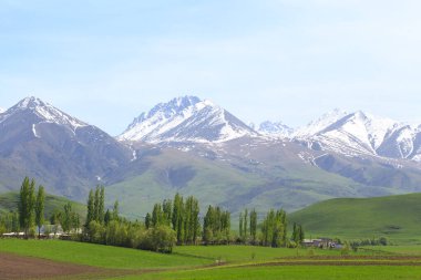 Güzel bahar ve yaz manzarası. Bereketli yeşil tepeler, yüksek dağlar. Bahar çiçekli bitkiler. Dağ laleleri. Kırgızistan Turizm Arkaplanı.
