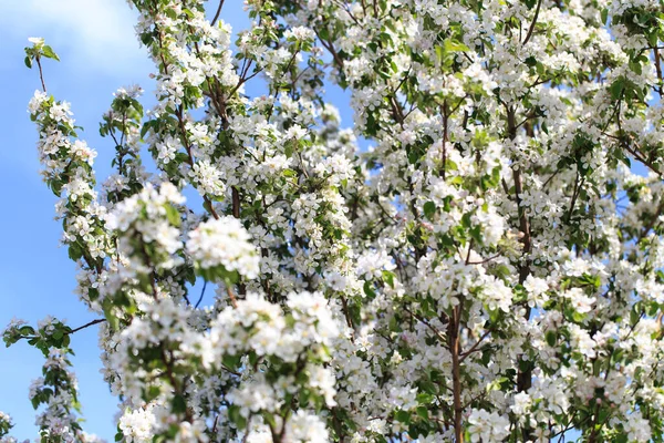 Floração Macieira Fundo Primavera Flores Florescentes Flores Brancas Rosa Bela — Fotografia de Stock